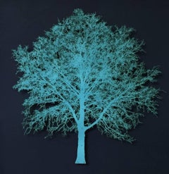 Blue Oak Tree