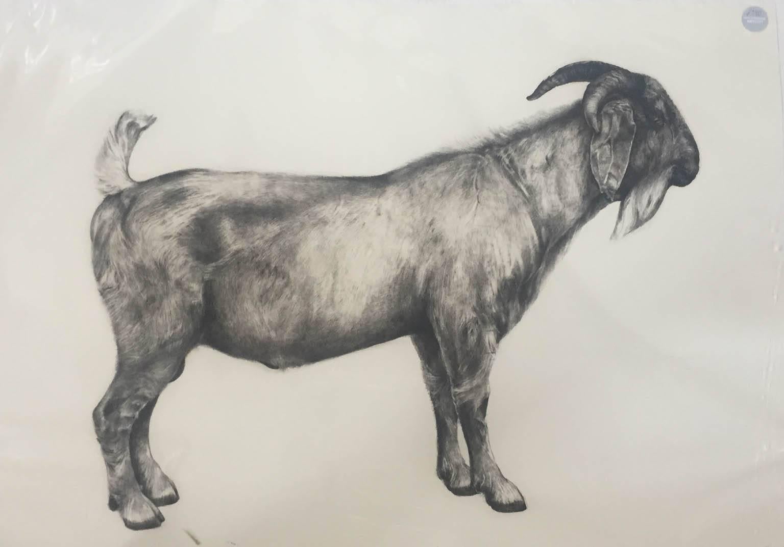 The Bearded One, black and white goat print, Animal Art, Limited edition print – Print von Tammy Mackay