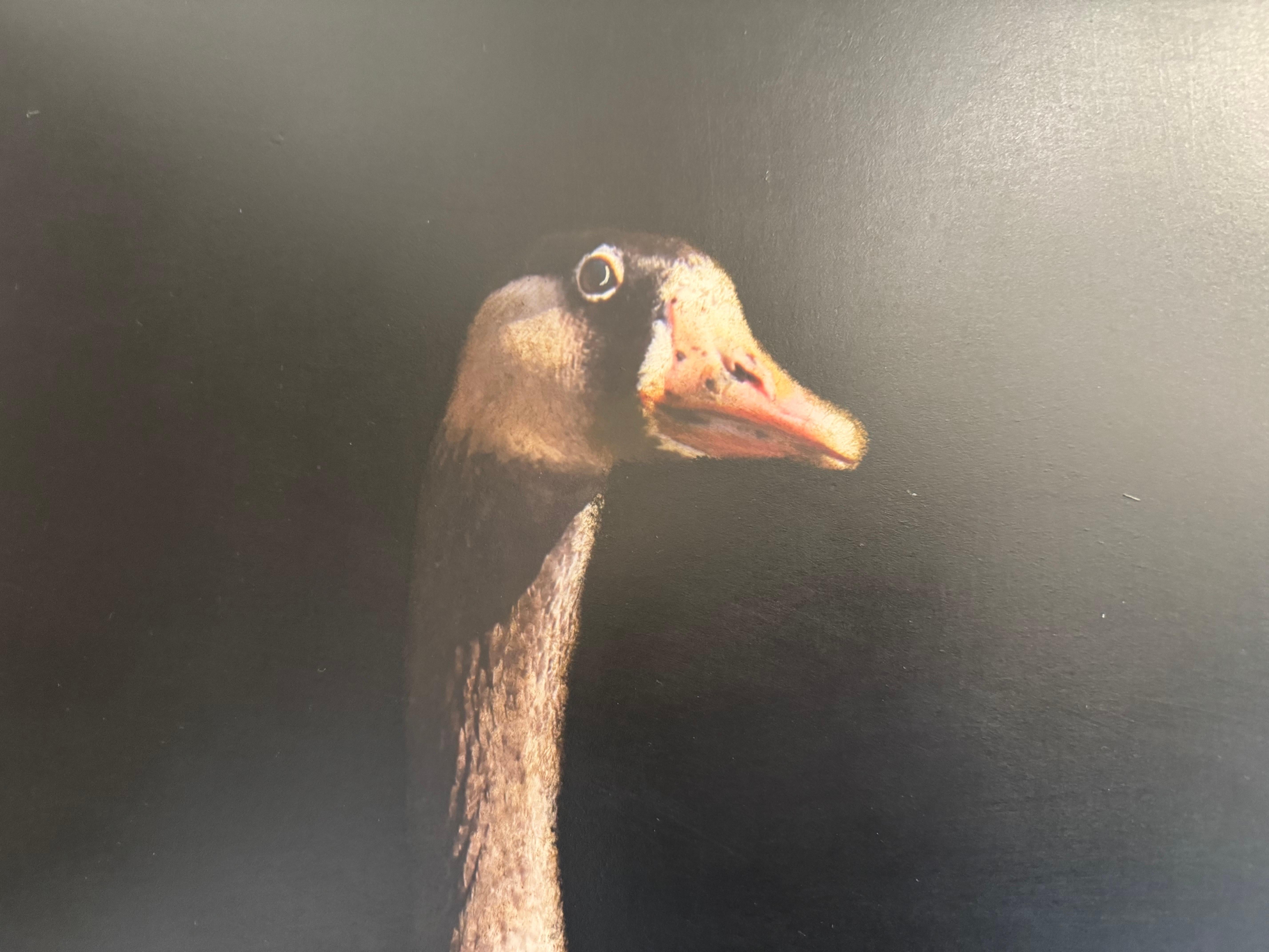 Feathered Friend by Dawne Raulet Oca contemporanea a tecnica mista, Whiting, Black 2
