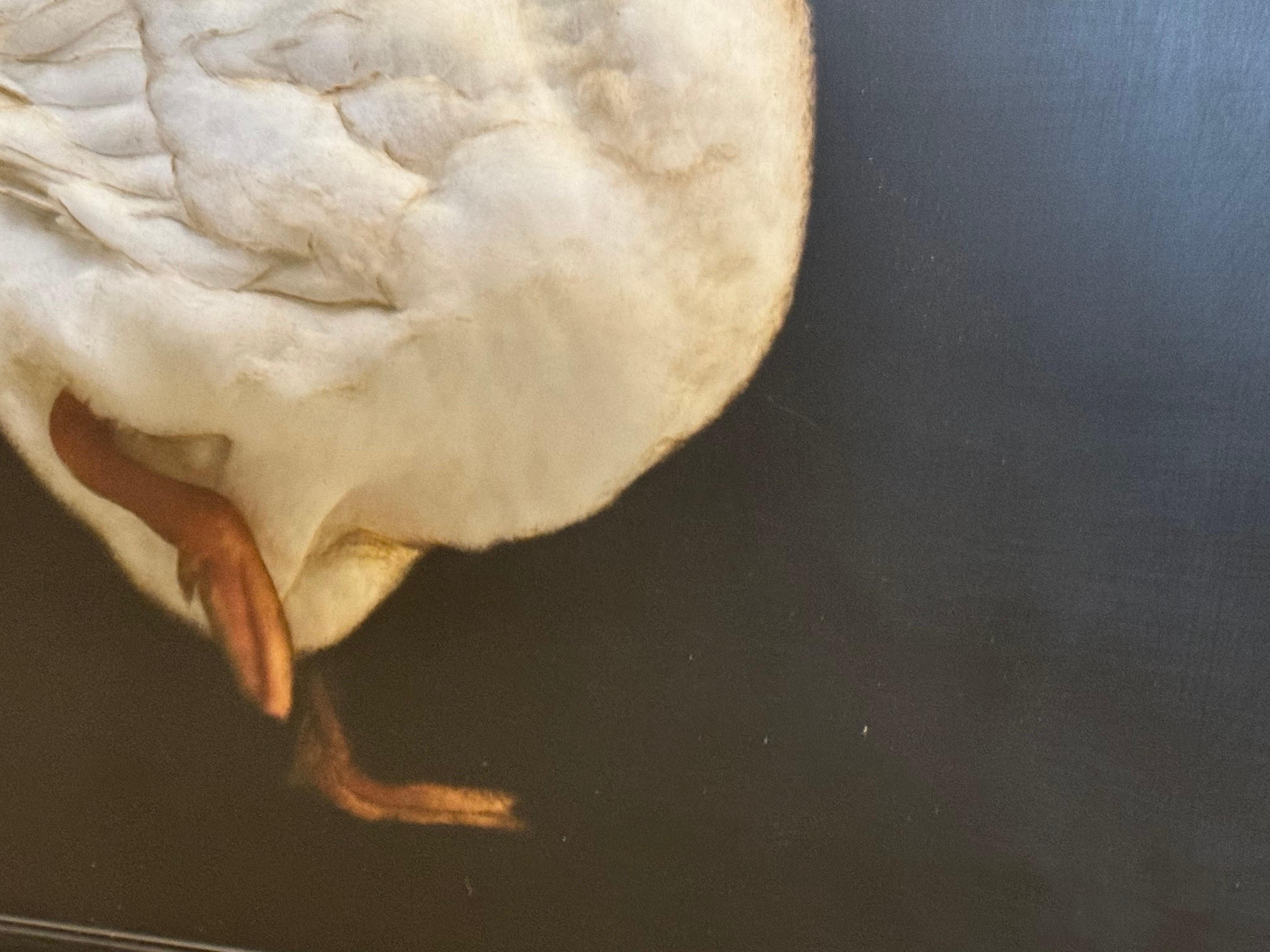 Graceful Goose by Dawne Raulet Oca contemporanea a tecnica mista, Whiting, Black 4
