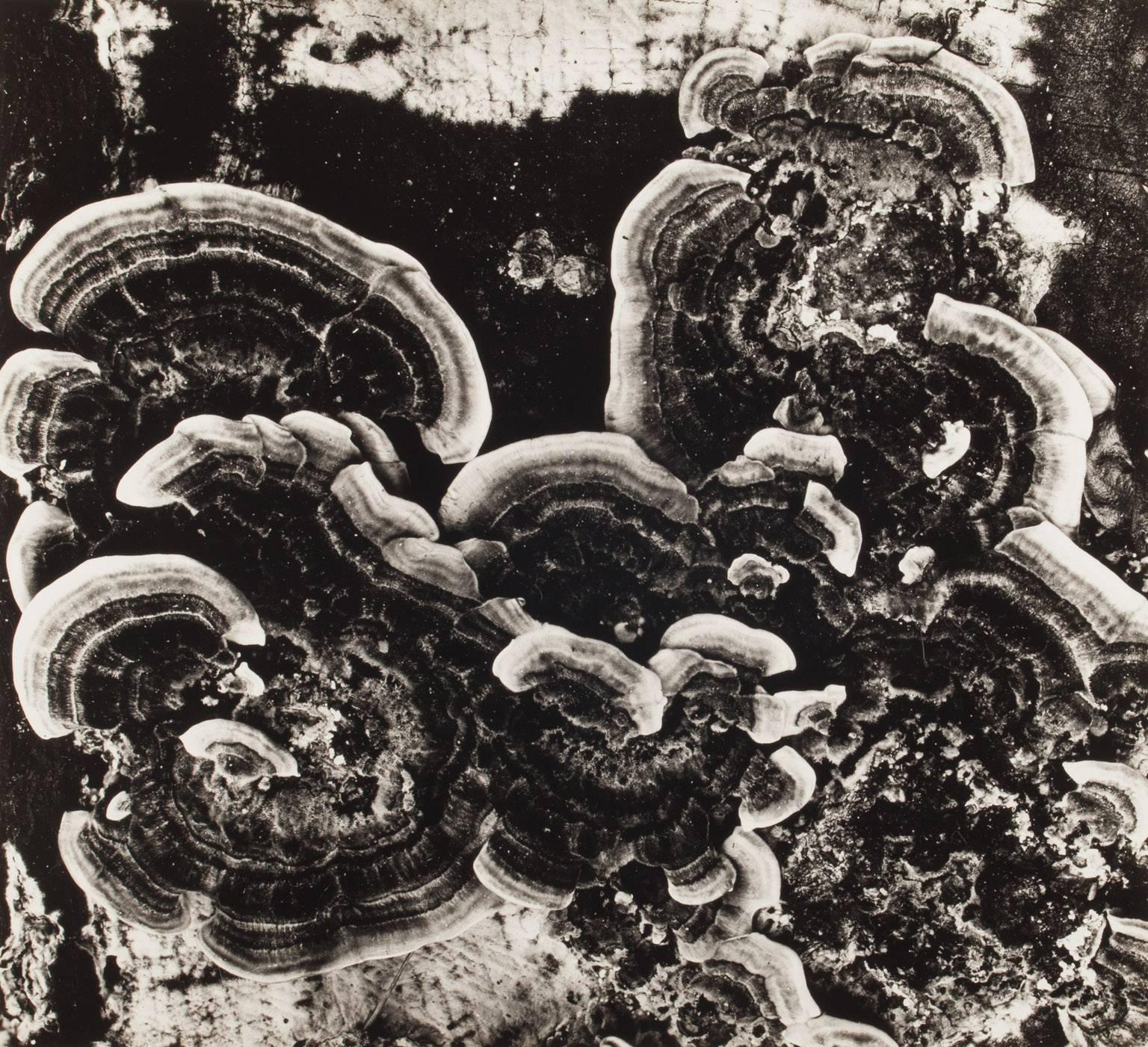 Brett Weston Black and White Photograph - Lichen
