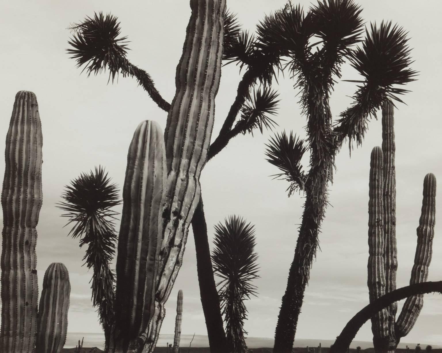 Brett Weston Landscape Photograph - Cactus