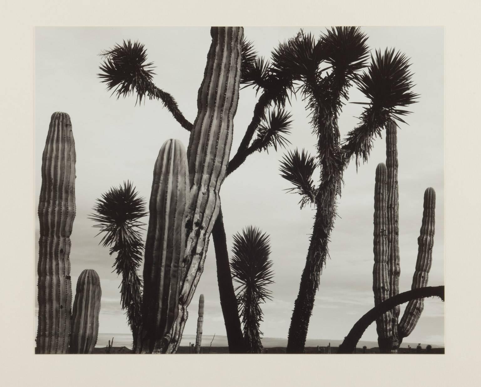 Cactus - Modern Photograph by Brett Weston