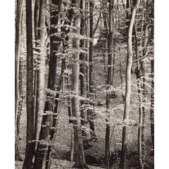 Beech Forest, Luxembourg 6