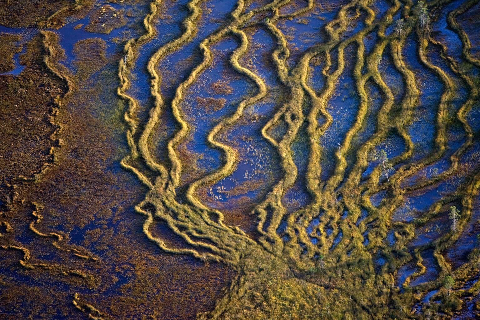 Peter Essick Landscape Photograph - Boreal Fen, Finland