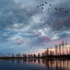 Okefenokee, White Ibis