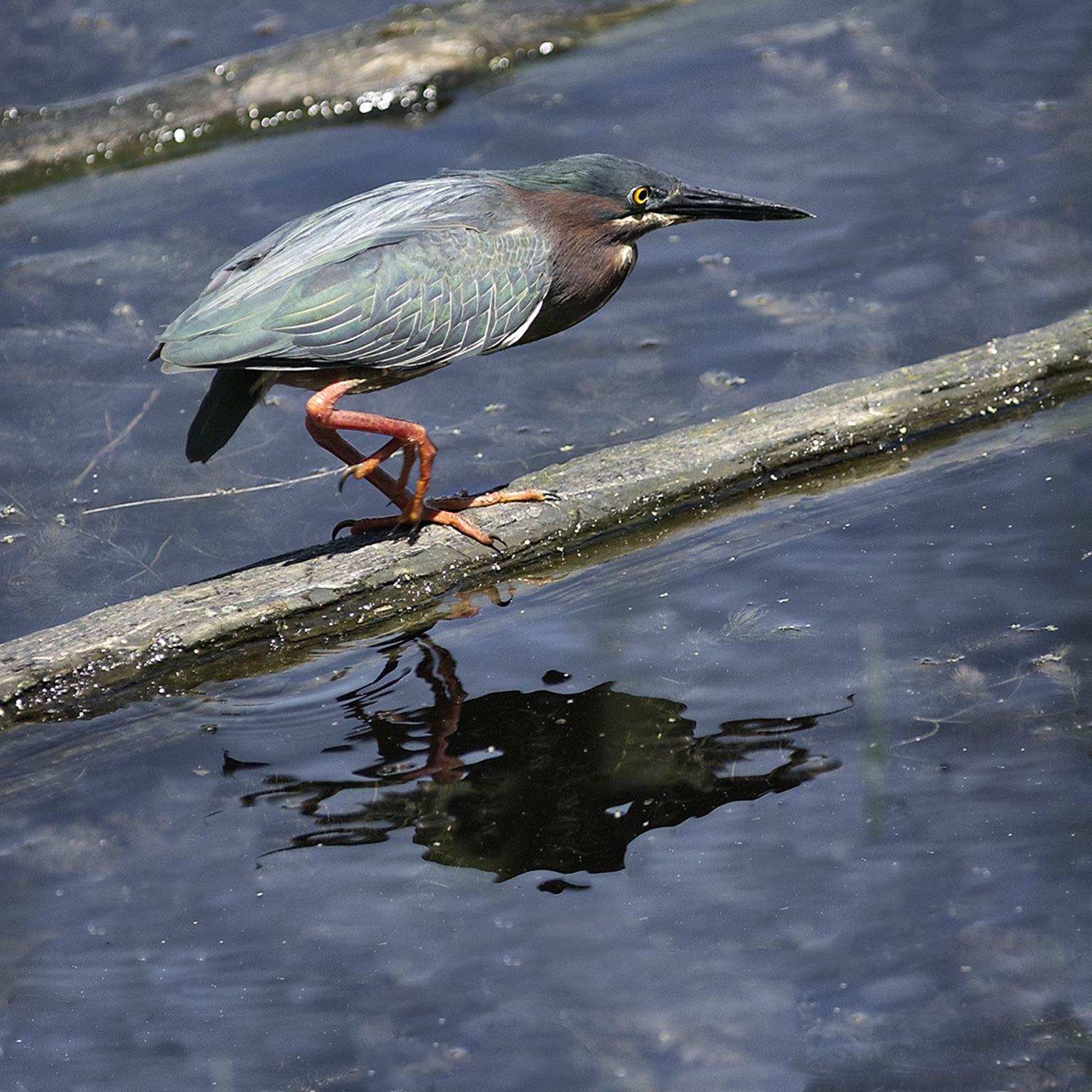 Diane Kirkland Landscape Photograph - Little Green Heron