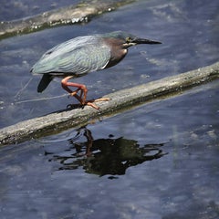 Little Green Heron