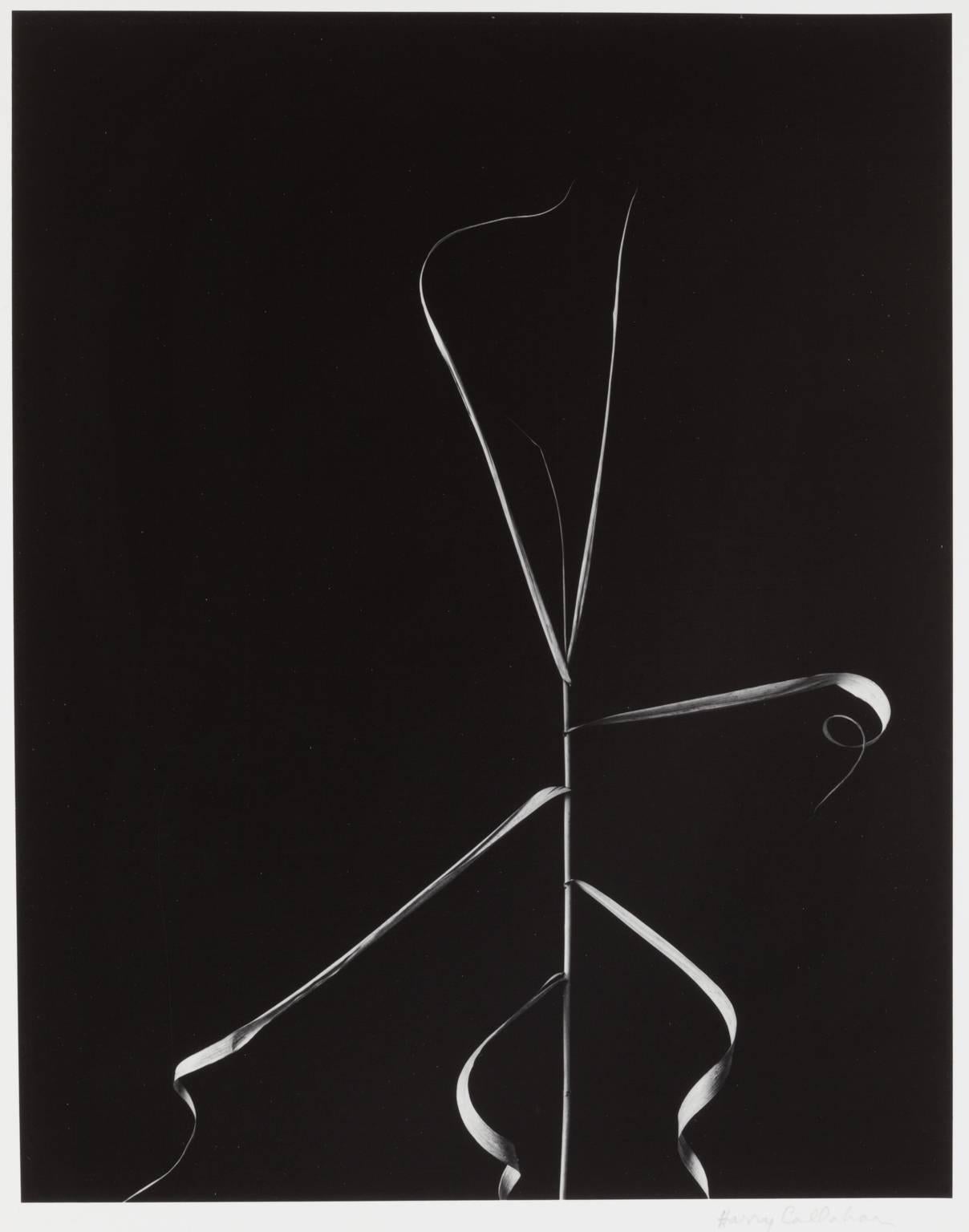 Weed, Aix-en-Provence - Modern Photograph by Harry Callahan