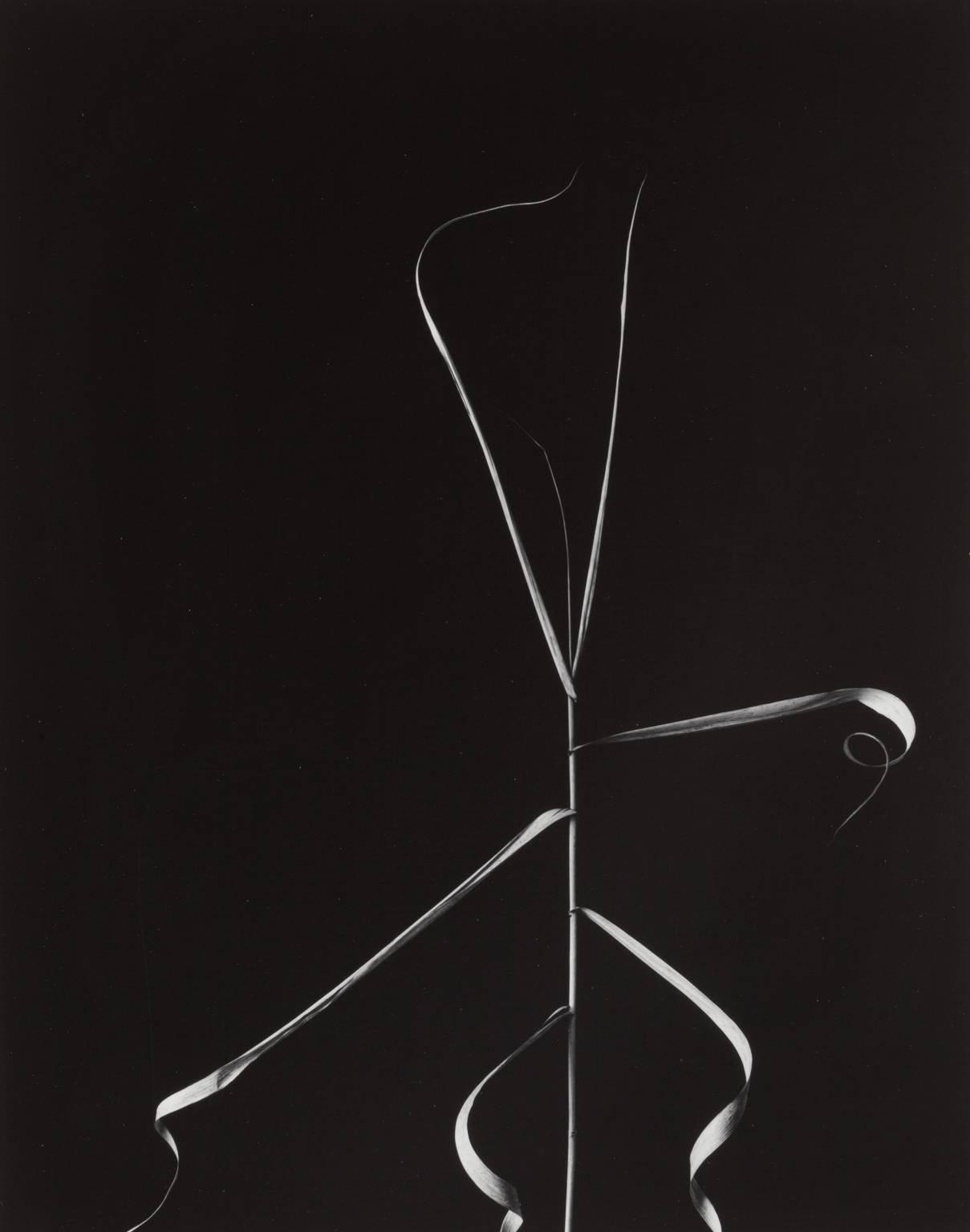 Harry Callahan Black and White Photograph - Weed, Aix-en-Provence