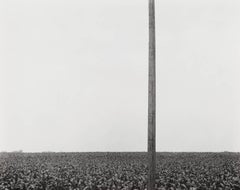 Pole in Corn Field