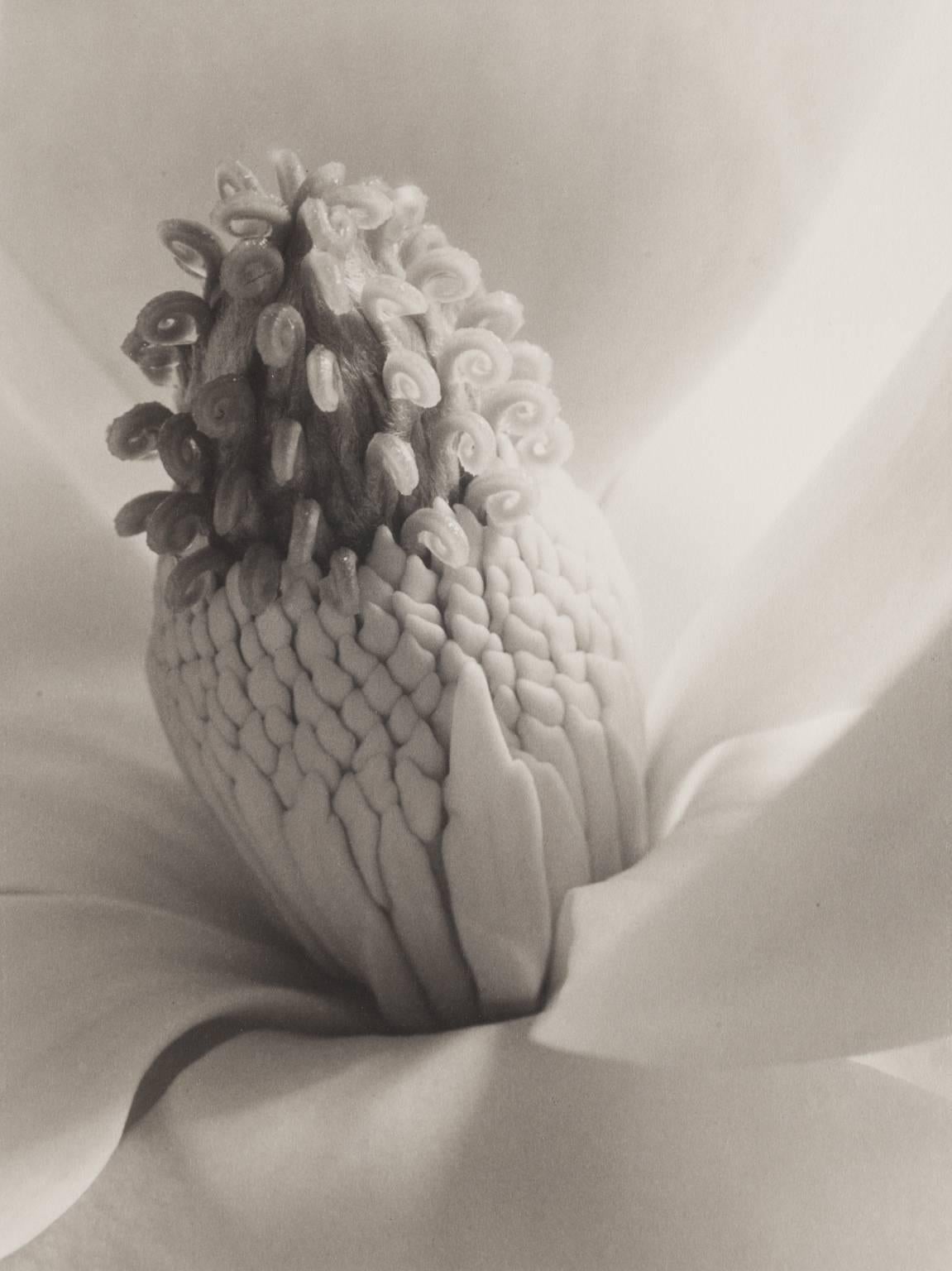 Imogen Cunningham Black and White Photograph - Magnolia Blossom, Tower of Jewels