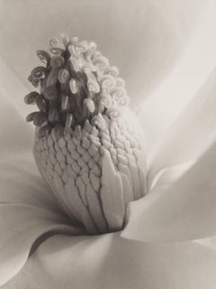 Antique Magnolia Blossom, Tower of Jewels