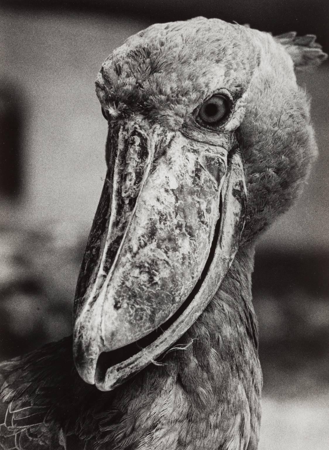 Wolf Suschitzky Black and White Photograph - Pelican