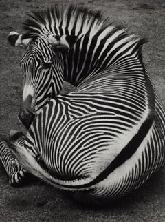 Greys Zebra