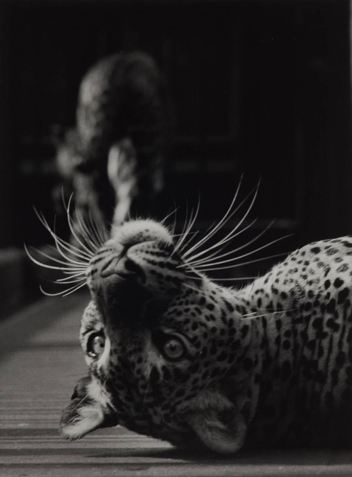 Wolf Suschitzky Black and White Photograph - Leopard Cub