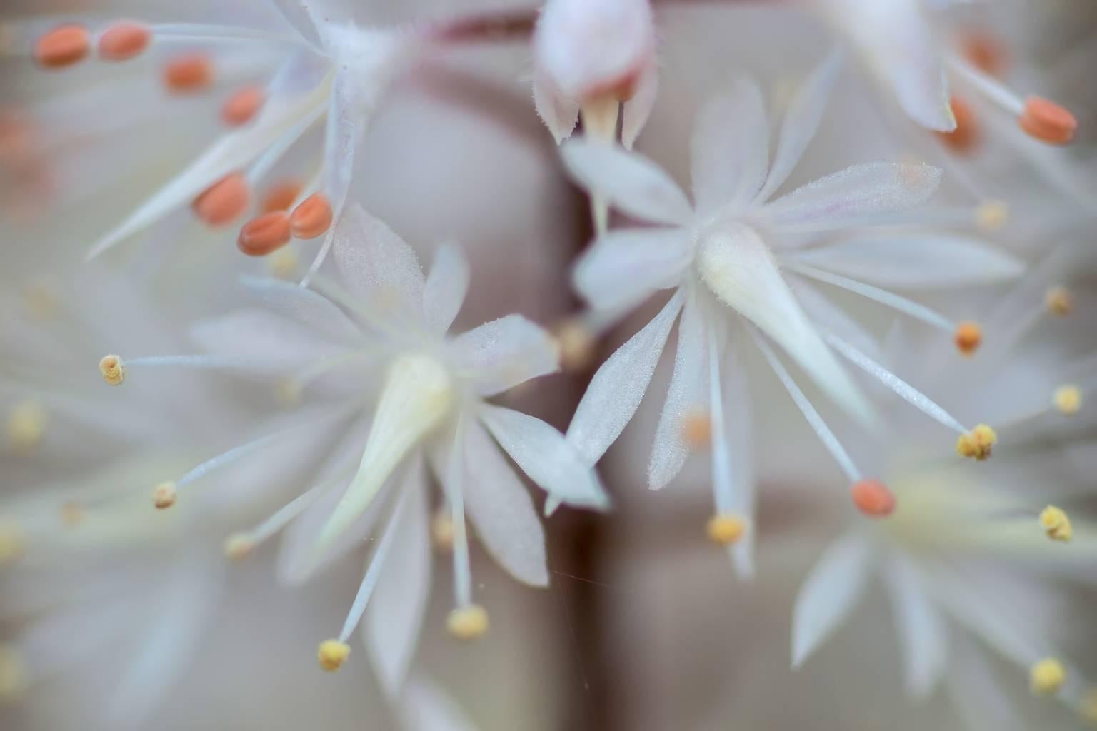 Peter Essick Landscape Photograph - Foam Flower