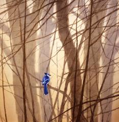 zu sheng yu Blue Jay