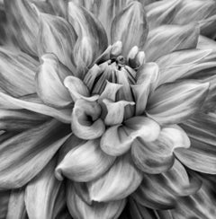 Used Dahlia