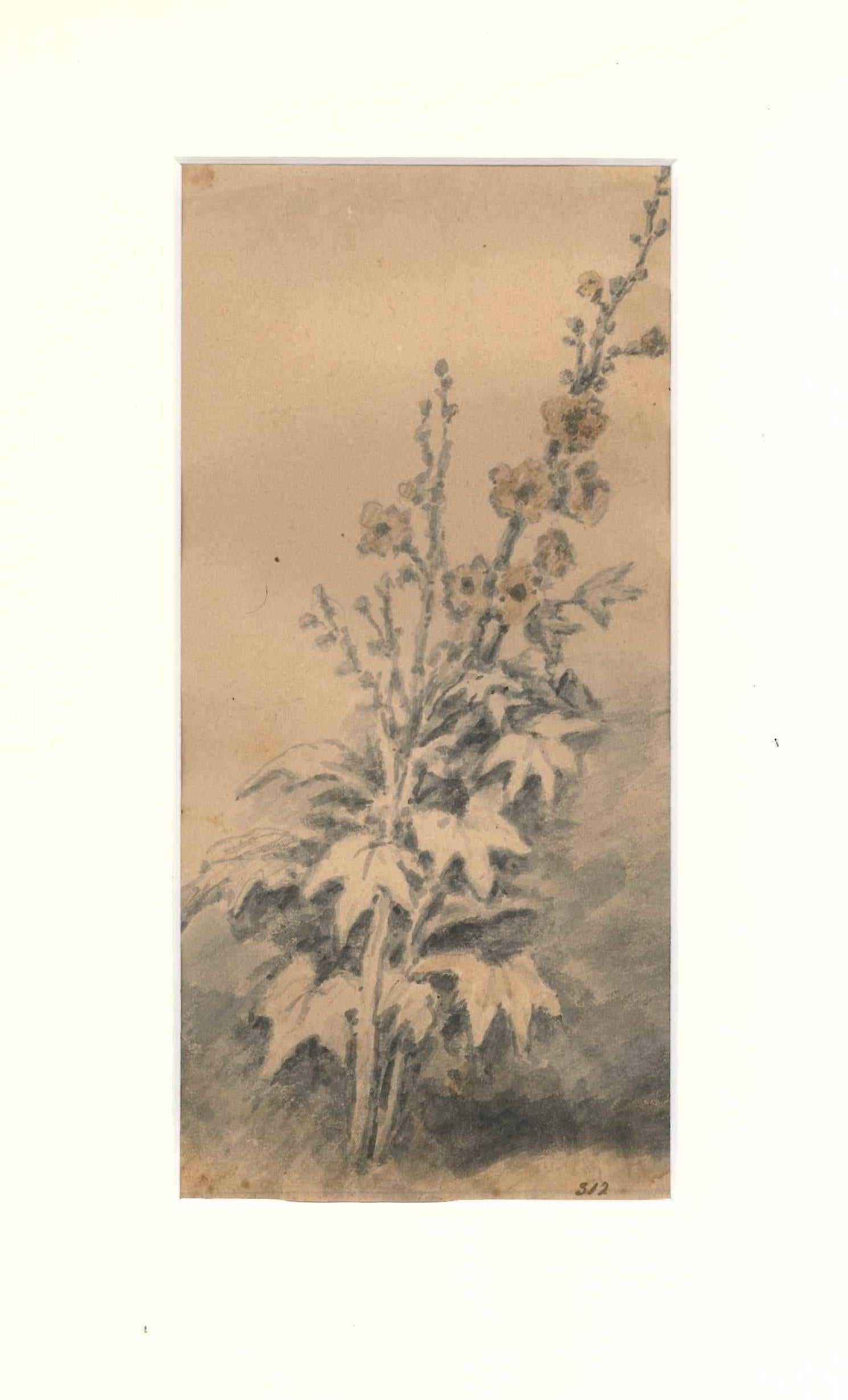 Jan Pieter Verdussen Figurative Art - Flora Study - Drawing by J. P. Verdussen - End of 18th Century