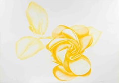Yellow Rose - Etching by Giacomo Porzano - 1972
