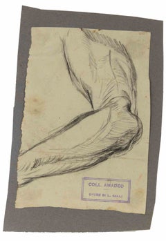 Studi anatomici - Disegno di Luigi Galli - Fine del XIX secolo