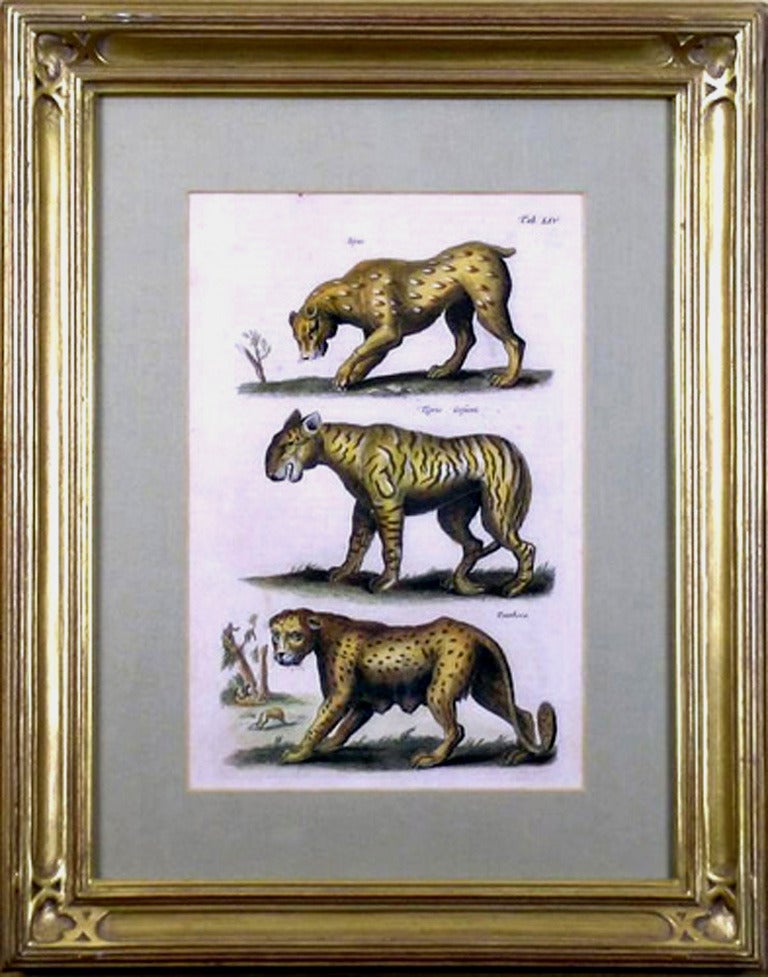 Animal Print Matthäus Merian the Elder - la table d'origine LIV.  Lynx, Tigris, Panthère