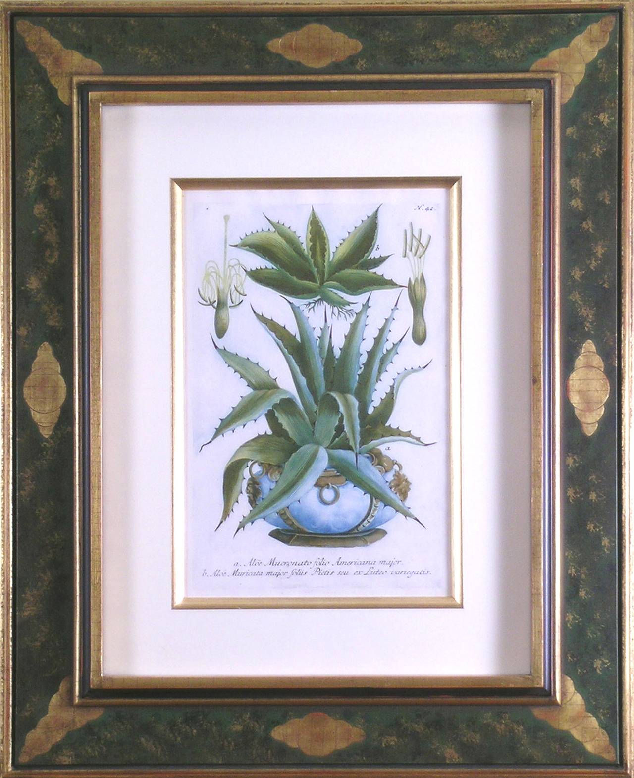 #42.  Aloe Mucronato - Print by Johann Wilhelm Weinmann