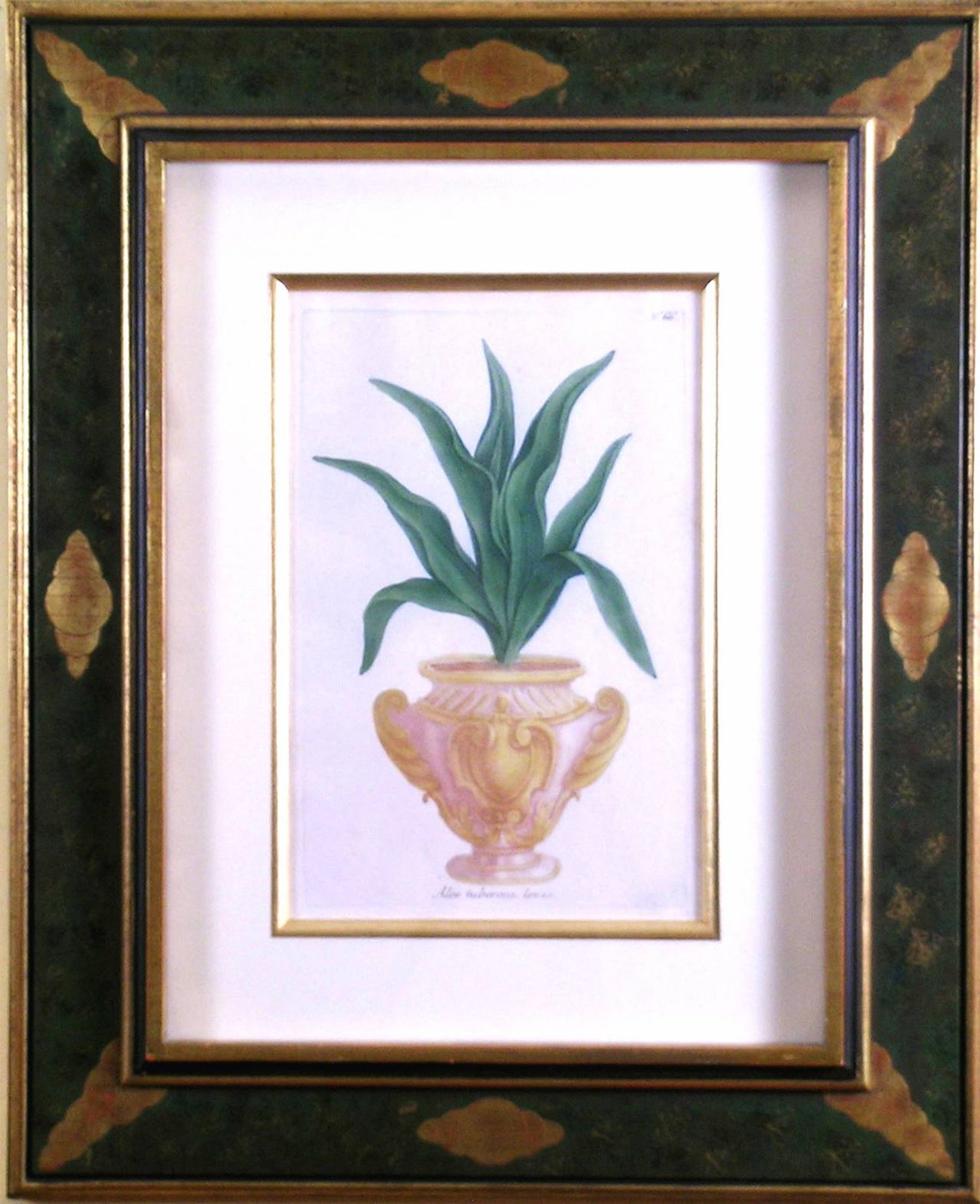 Johann Wilhelm Weinmann N 66 Aloe Tuberosa Levis For Sale At 1stdibs