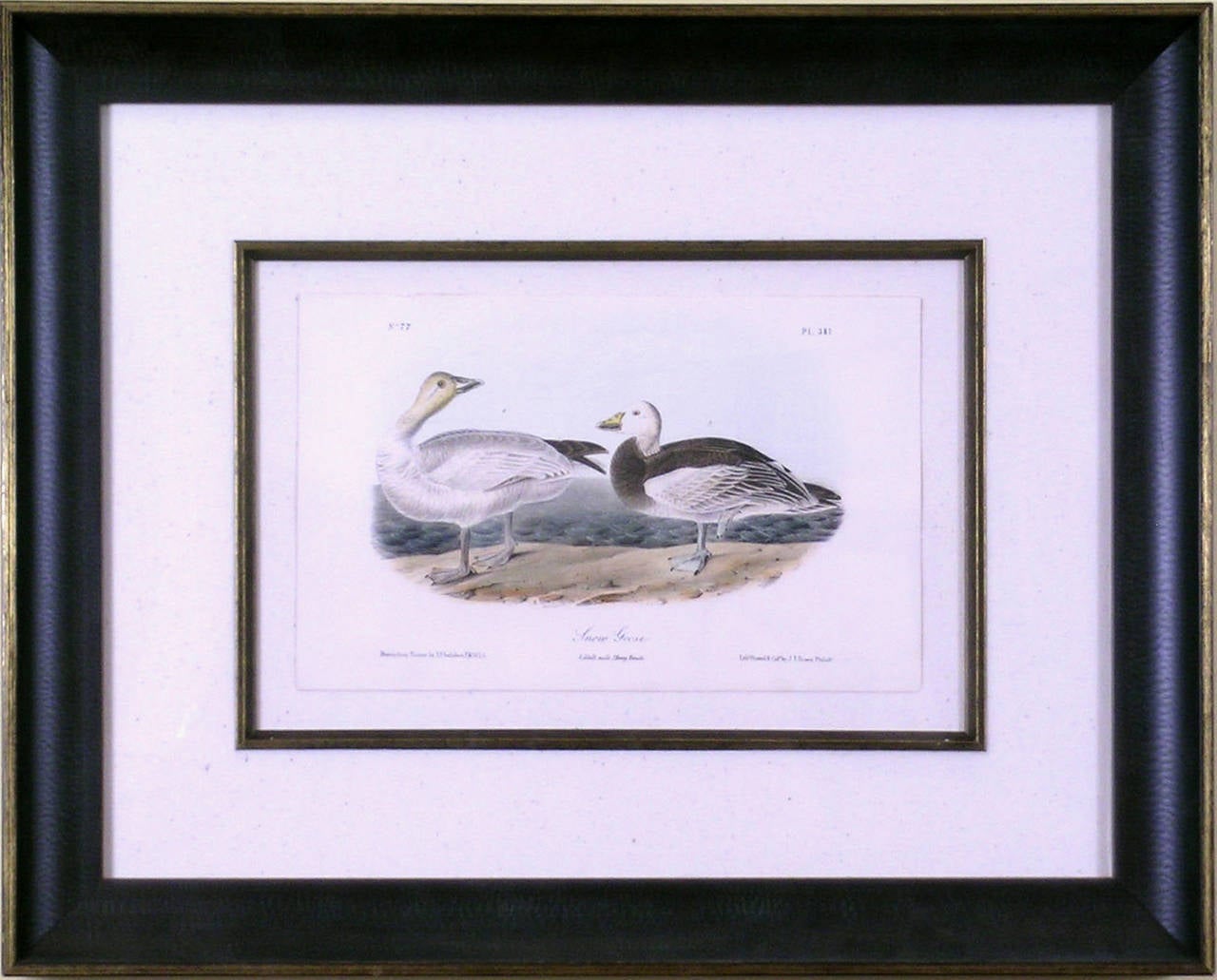 Snow Goose - Print by John James Audubon
