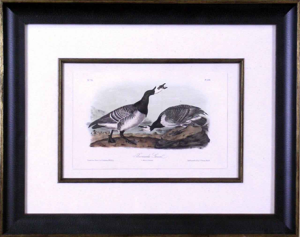 Bernacle Goose - Print by John James Audubon