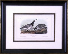 Antique Bernacle Goose