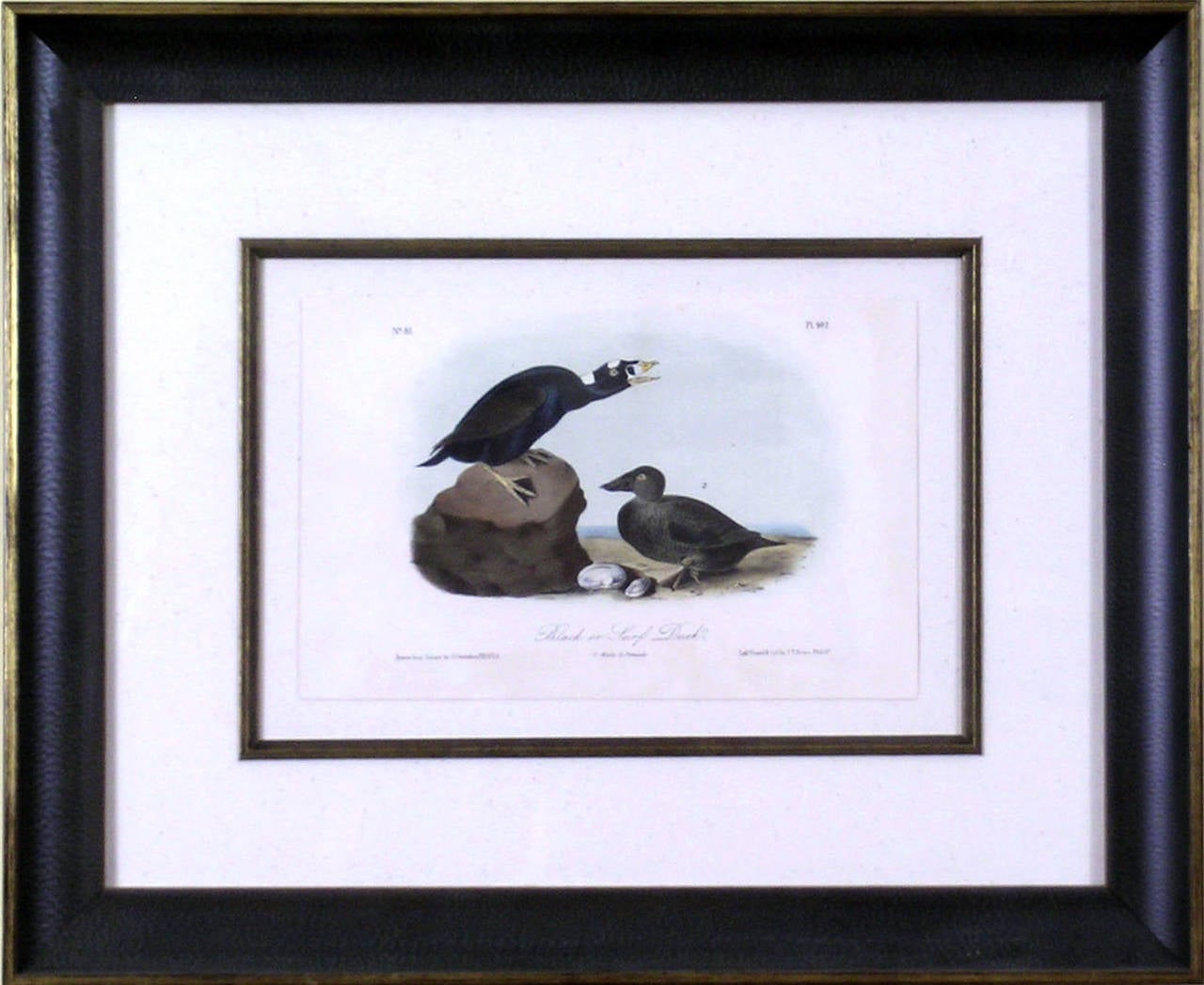 Black or Surf Duck - Print by John James Audubon