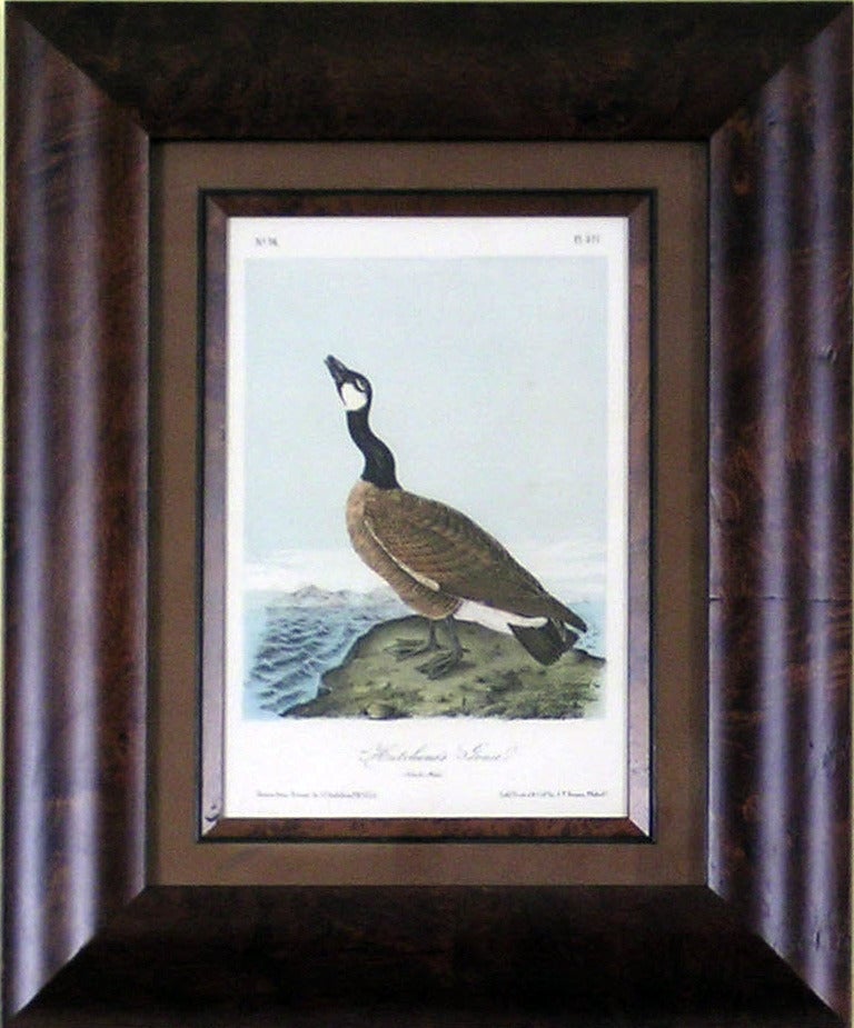 Hutchin's Goose