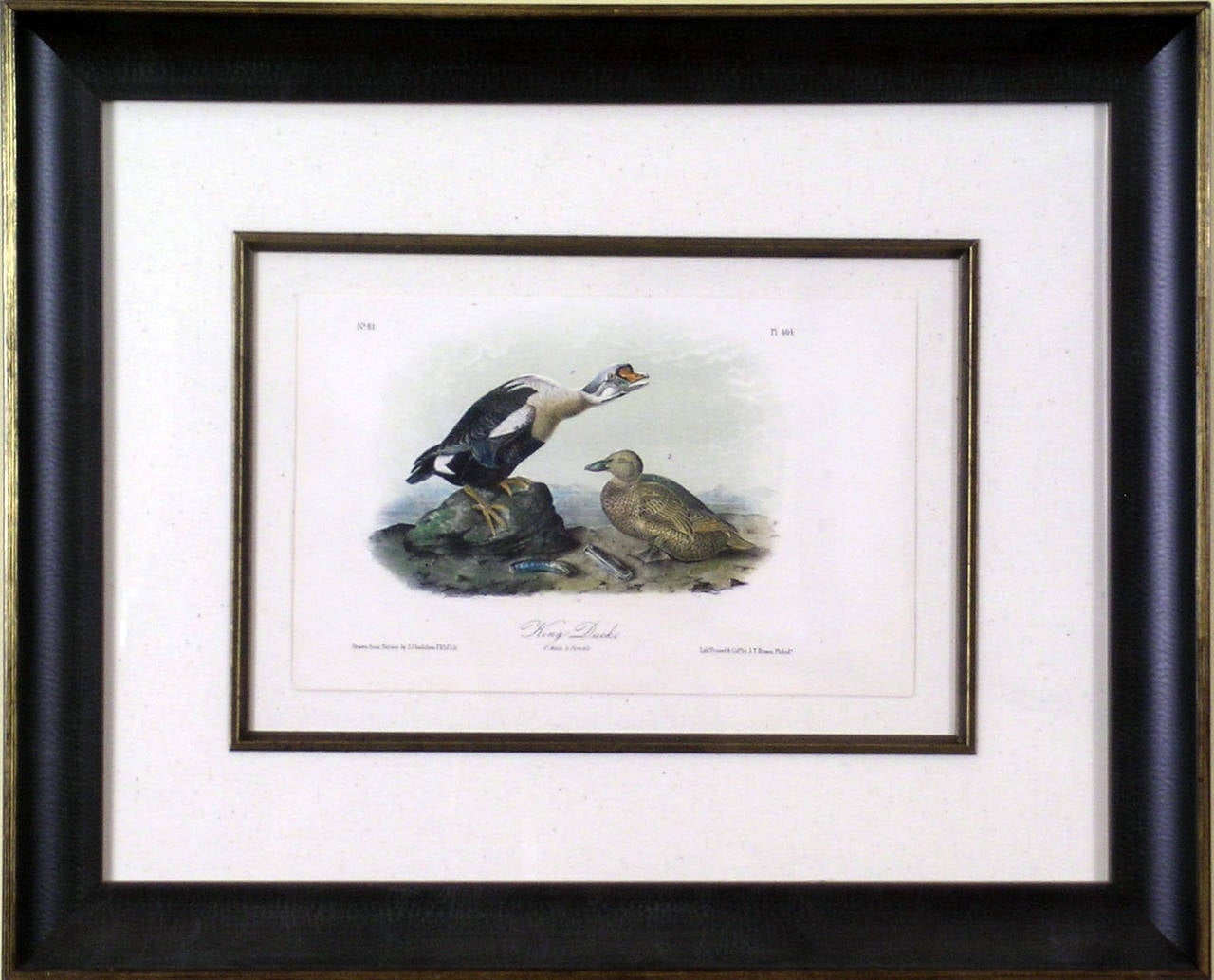 King Duck - Print by John James Audubon