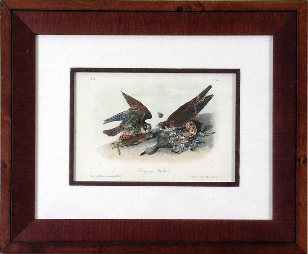 Peregrine Falcon - Print by John James Audubon