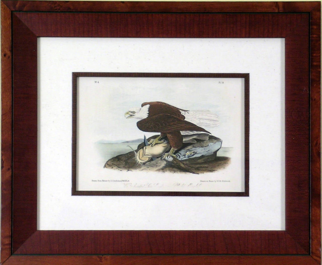 White-headed Eagle (Bald Eagle) - Print by John James Audubon