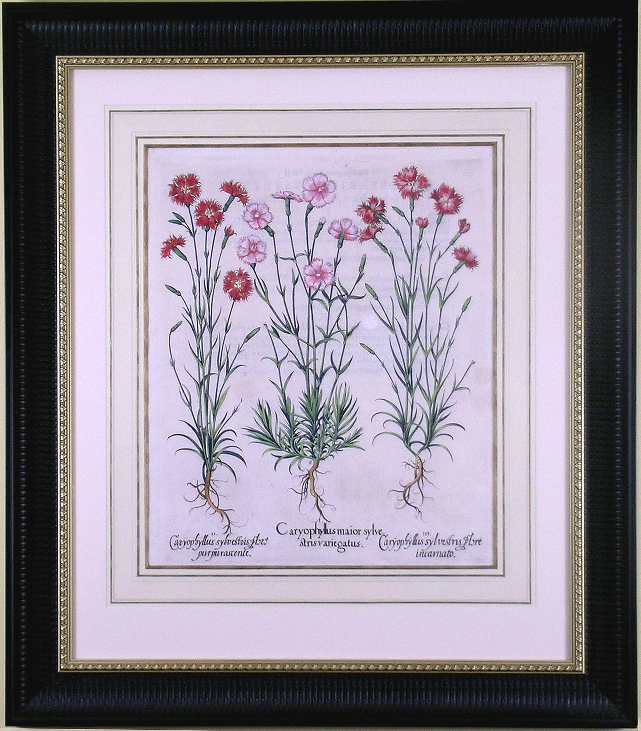 Caryophyllus Flore  (Carnations) - Print by Basilius Besler