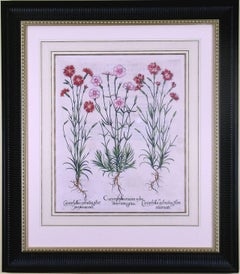 Caryophyllus Flore  (Carnations)