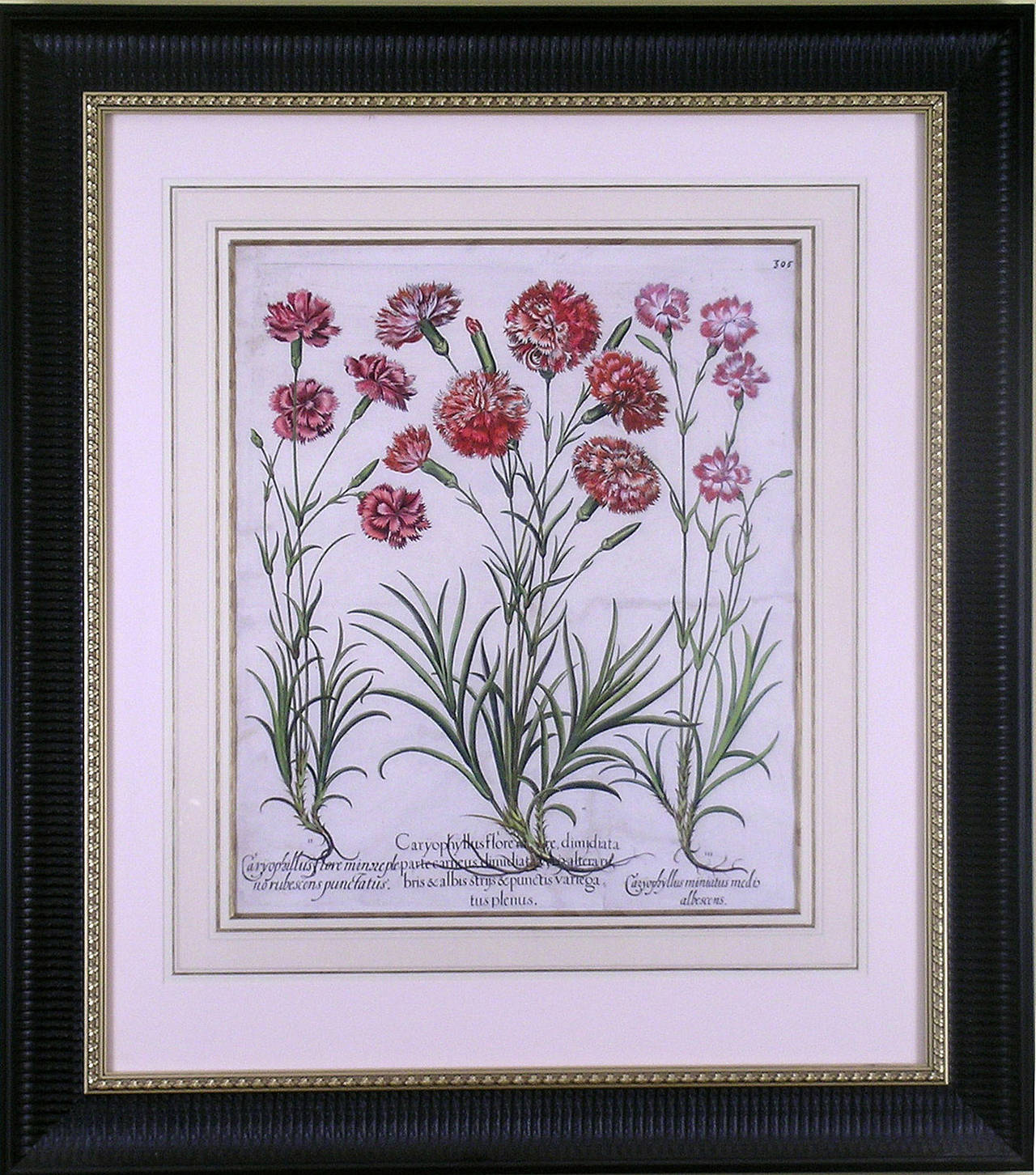 Caryophyllus Major  (Carnations) - Print by Basilius Besler