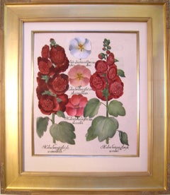 Malva hortensis flore... (Hollyhock, Mallow)