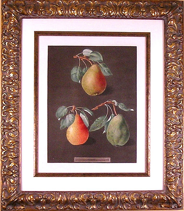 Pears  LXXXII - Print by george brookshaw