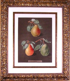 Antique Pears  LXXXII