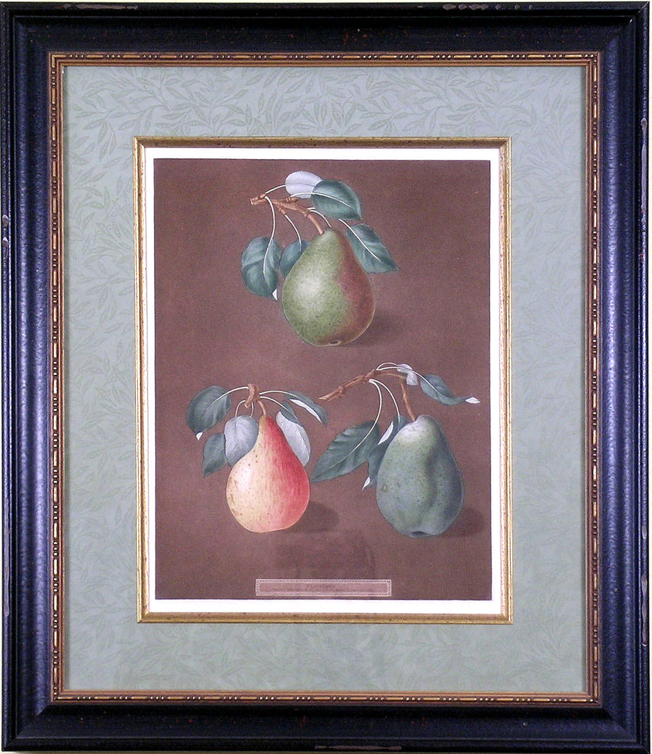 Pears LXXXII - Print by george brookshaw