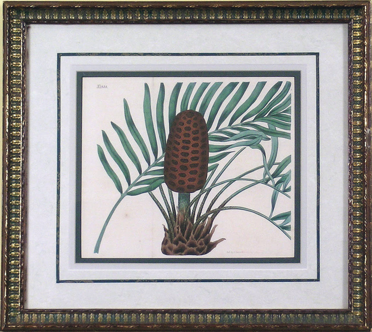 Plate 1838.  Cycad - Print by William Curtis