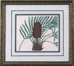 Servierteller 1838.  Cycad aus Zycad