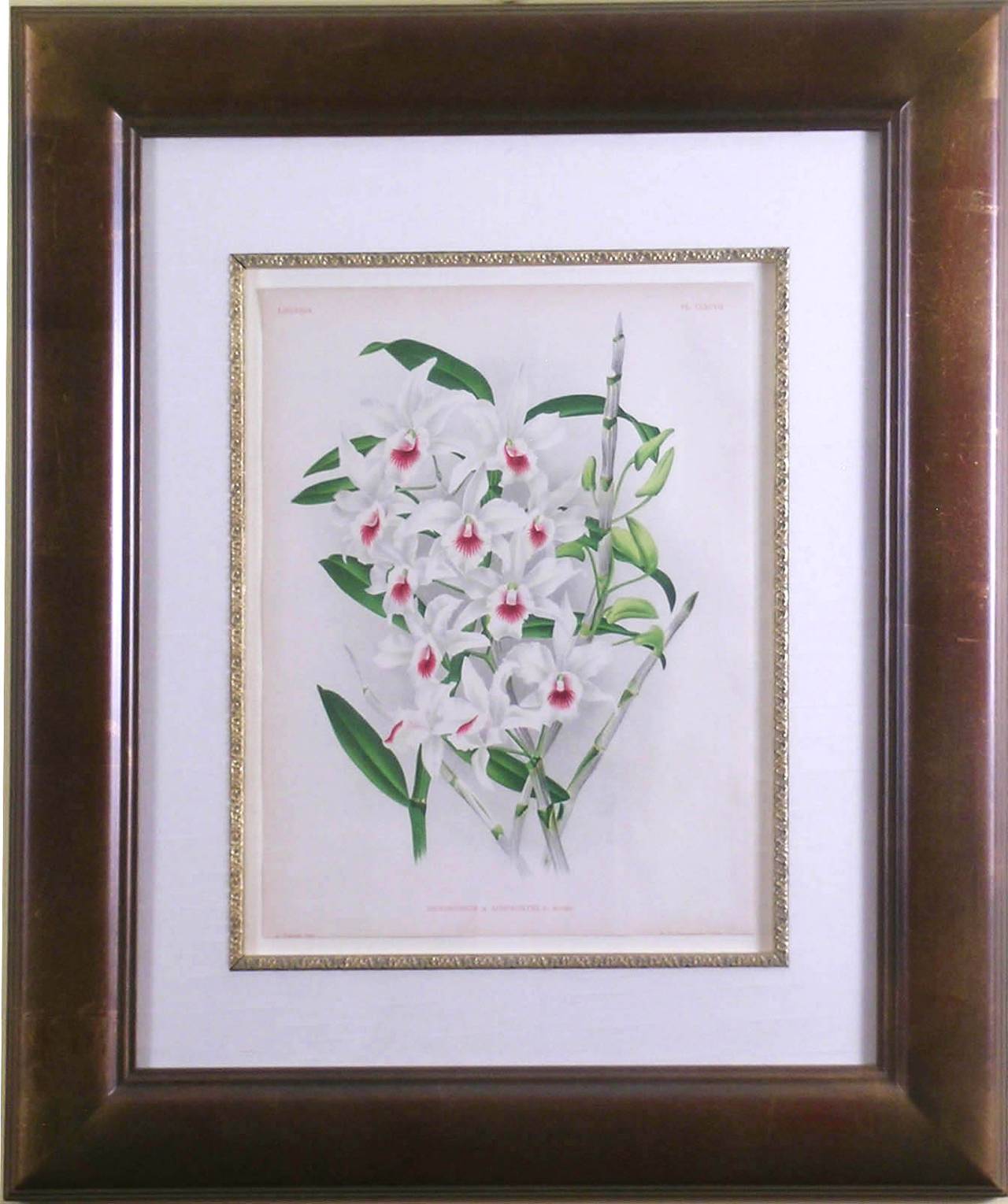 Dendrobium X Ainsworth (Orchid) - Print by Jean Linden