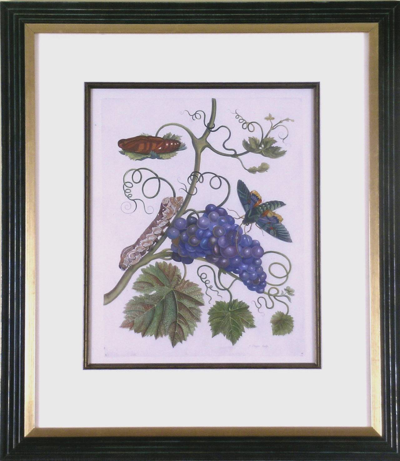 Purple Grapes. - Print by Maria Sybilla Merian