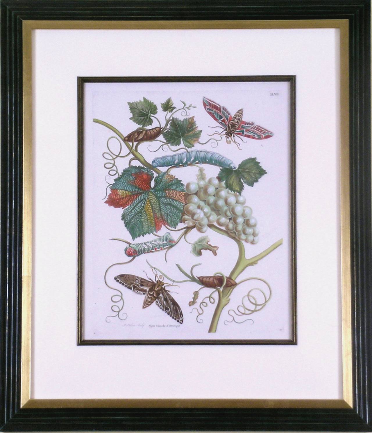 White Grapes. - Print by Maria Sybilla Merian