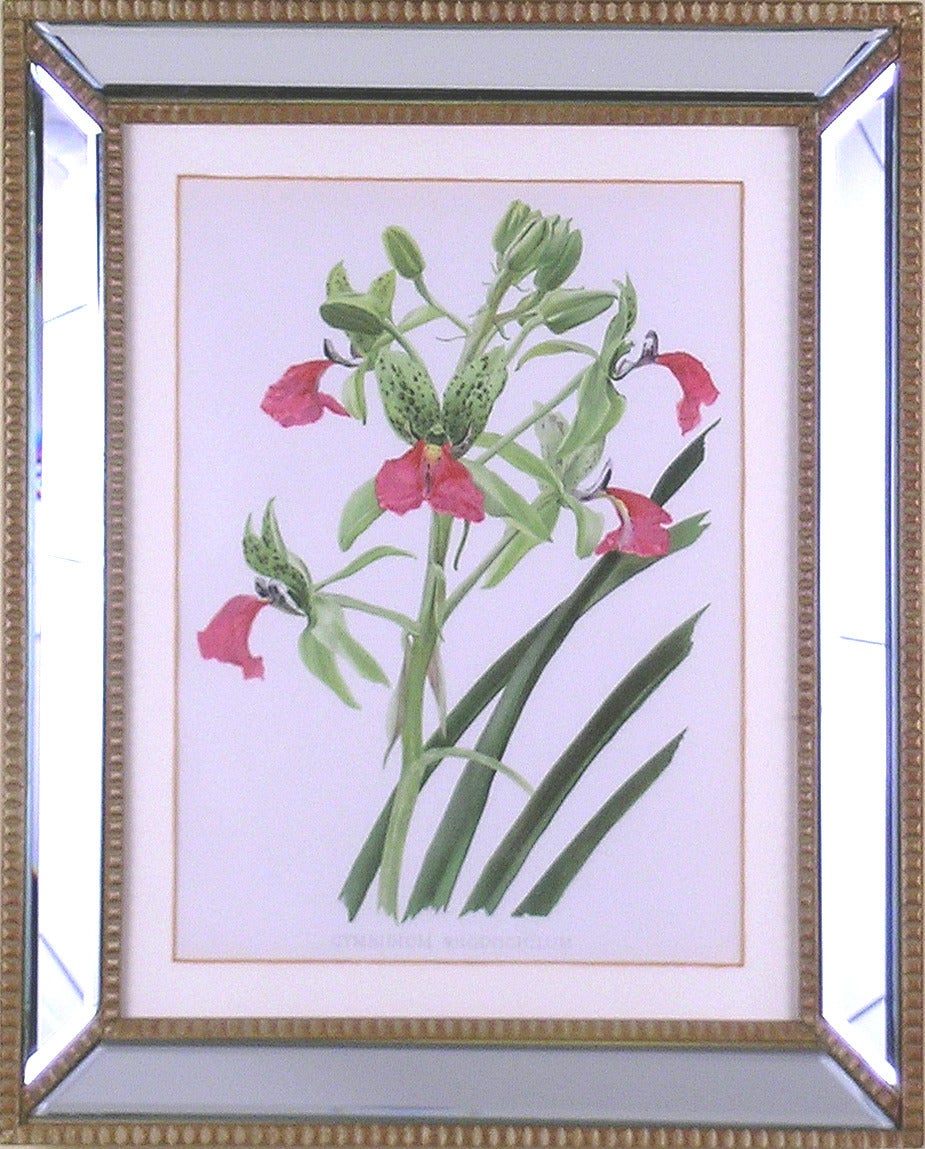 (Orchid) Cymbidium Rhodochilum - Print by Henry George Moon
